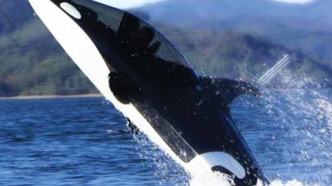 Orca.png